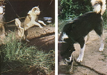 
LEFT: A hungry and eager malamute. RIGHT: A contented head bows over the tasty, economical feast.
